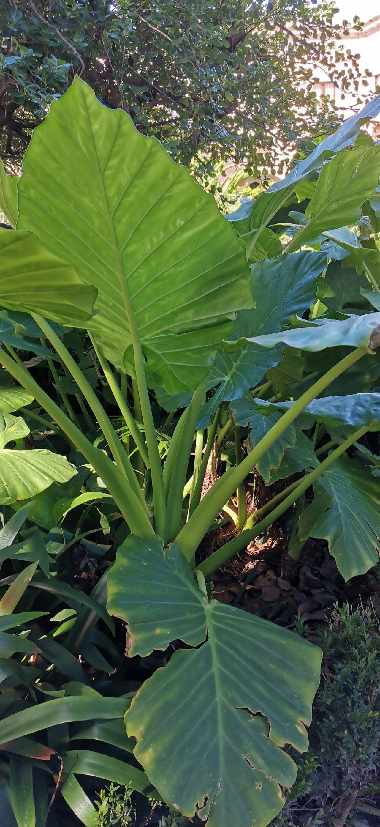 Alocasia odora