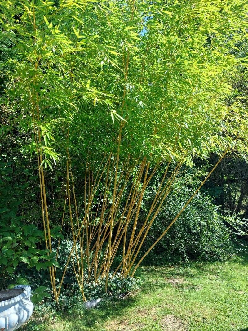 Phyllostachys aureosulcata