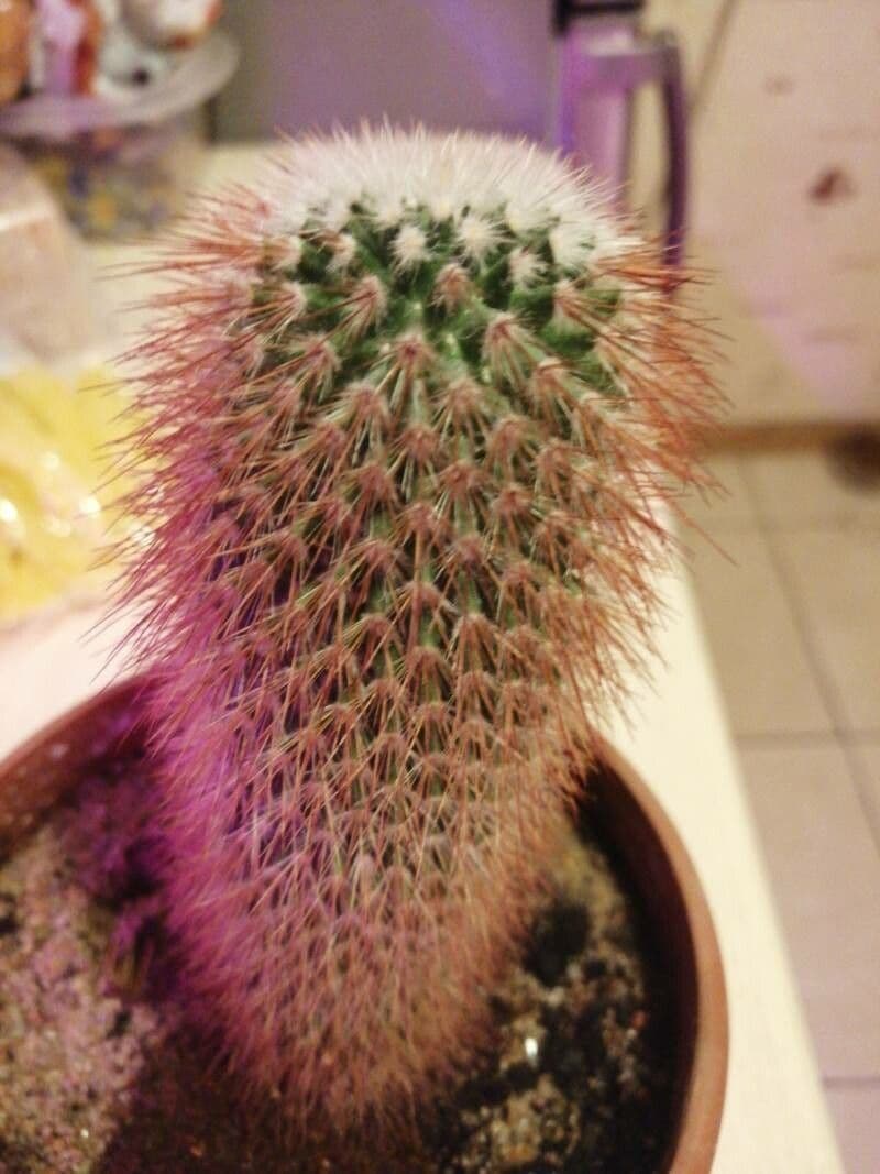 Mammillaria spinosissima