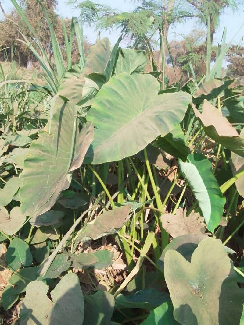 Colocasia esculenta