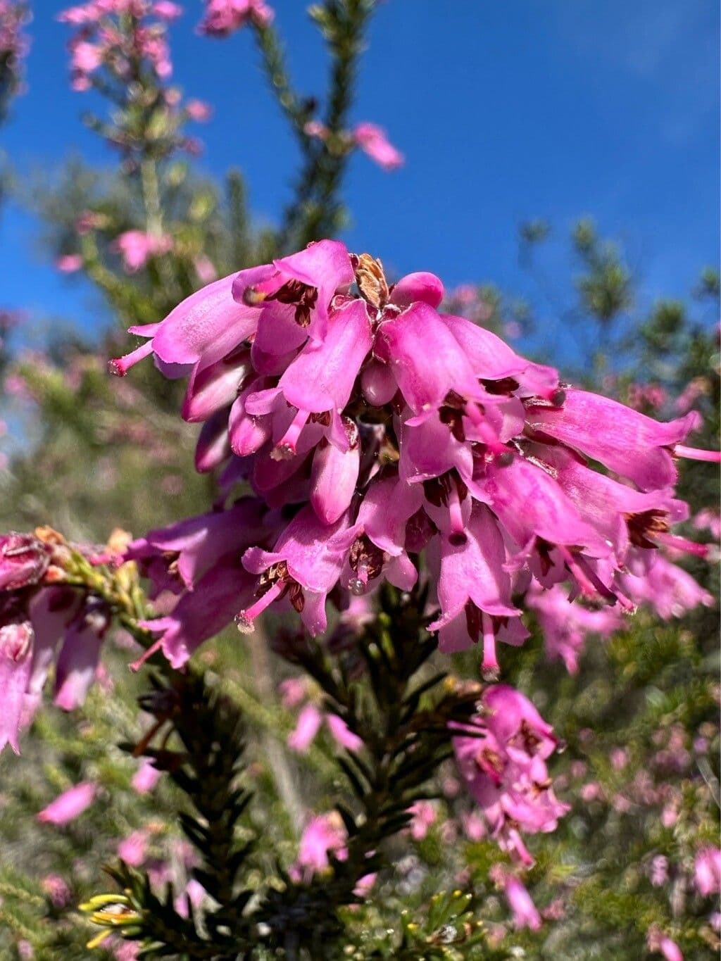 Erica australis