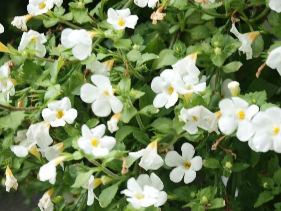 Jamesbrittenia grandiflora