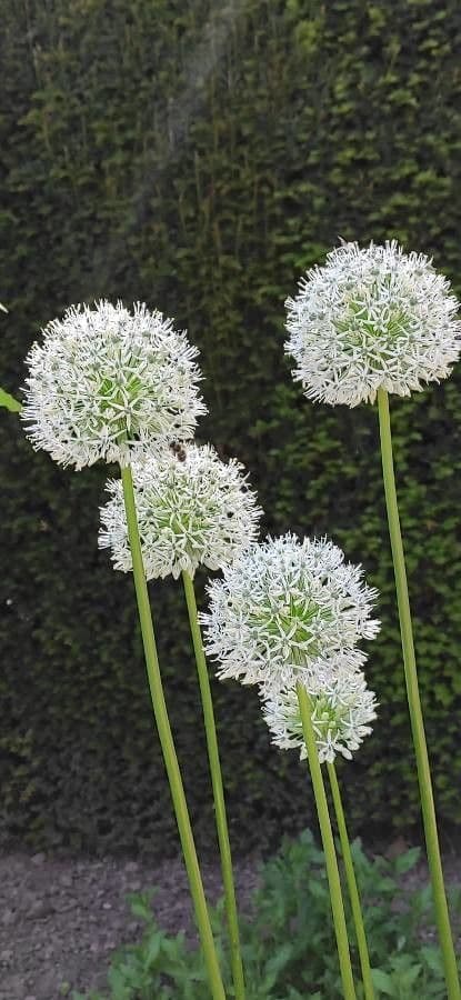 Allium victorialis