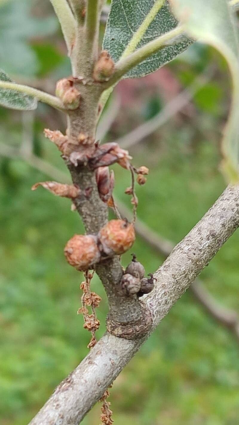 Quercus marilandica