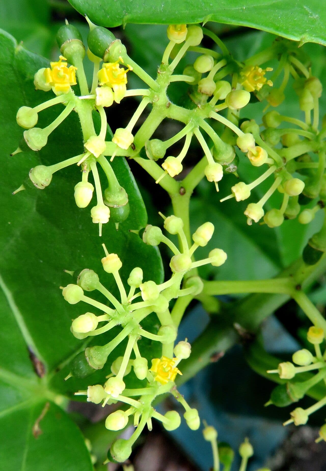 Cissus verticillata