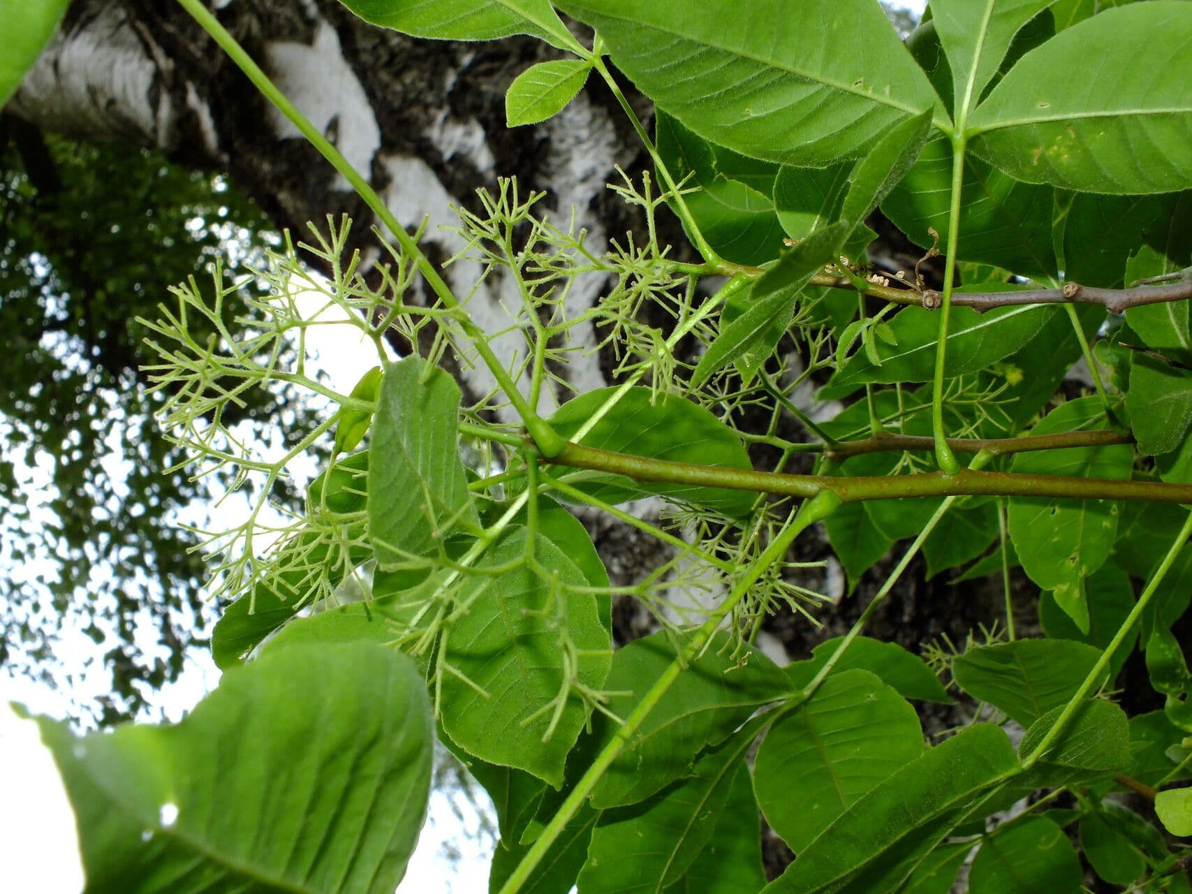 Ptelea trifoliata