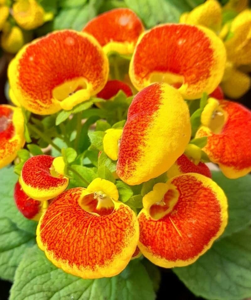 Calceolaria integrifolia