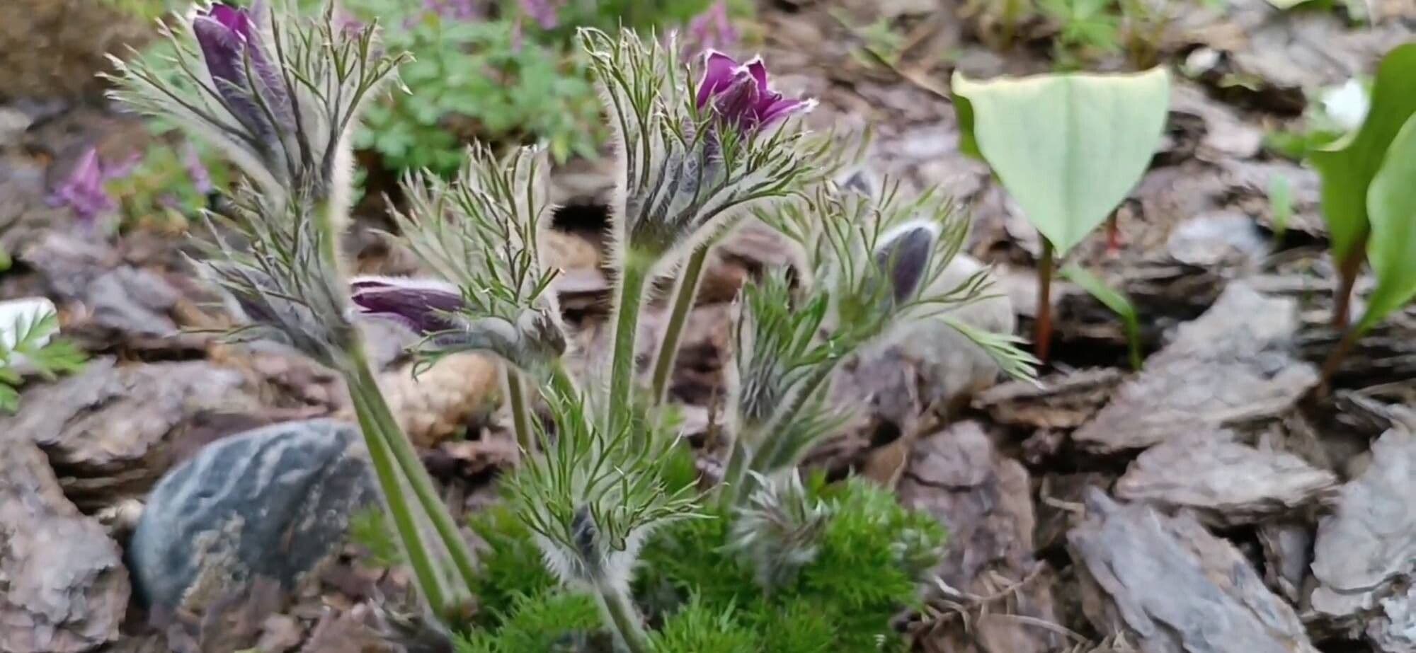 Pulsatilla alpina