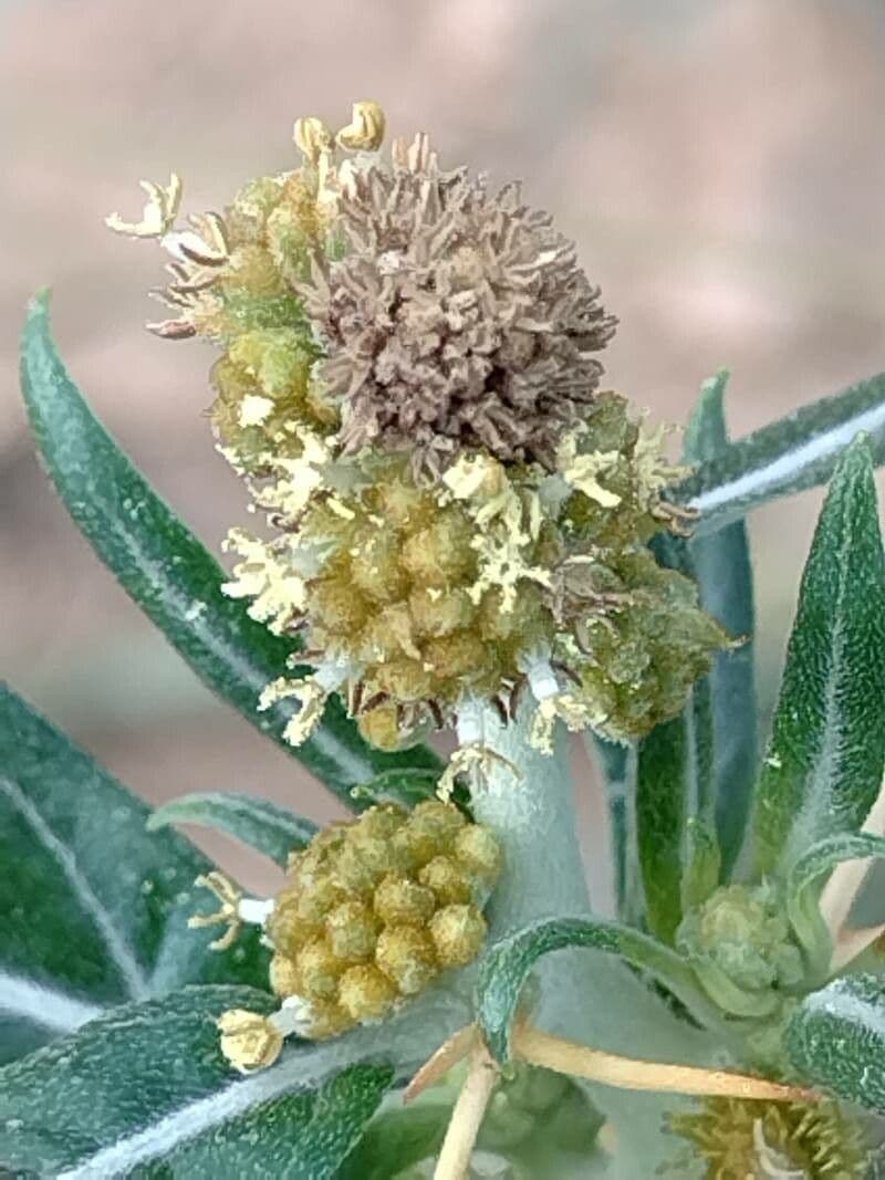 Xanthium spinosum