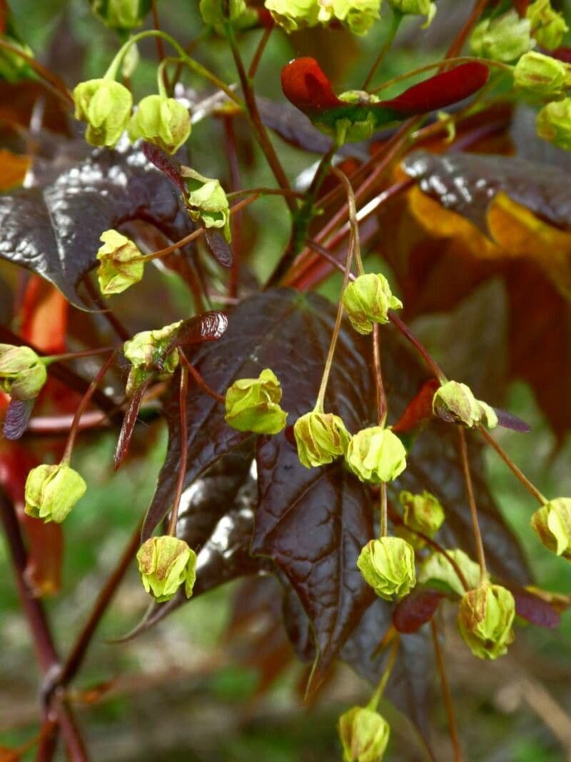 Acer saccharum