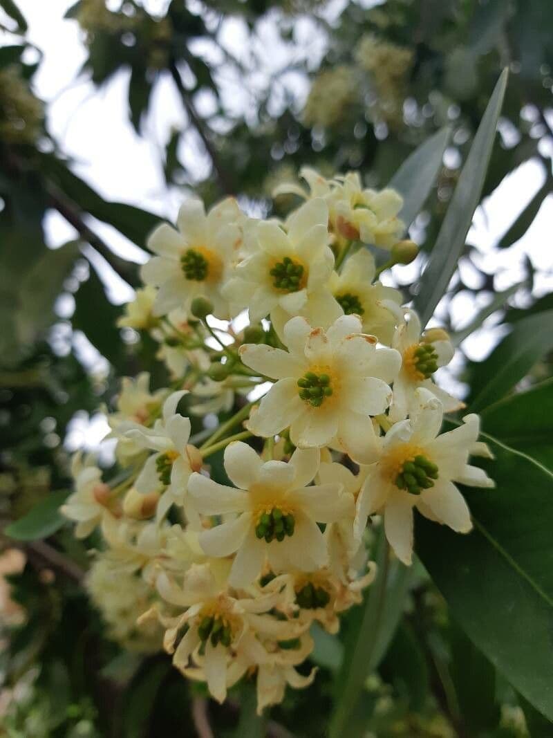 Drimys winteri