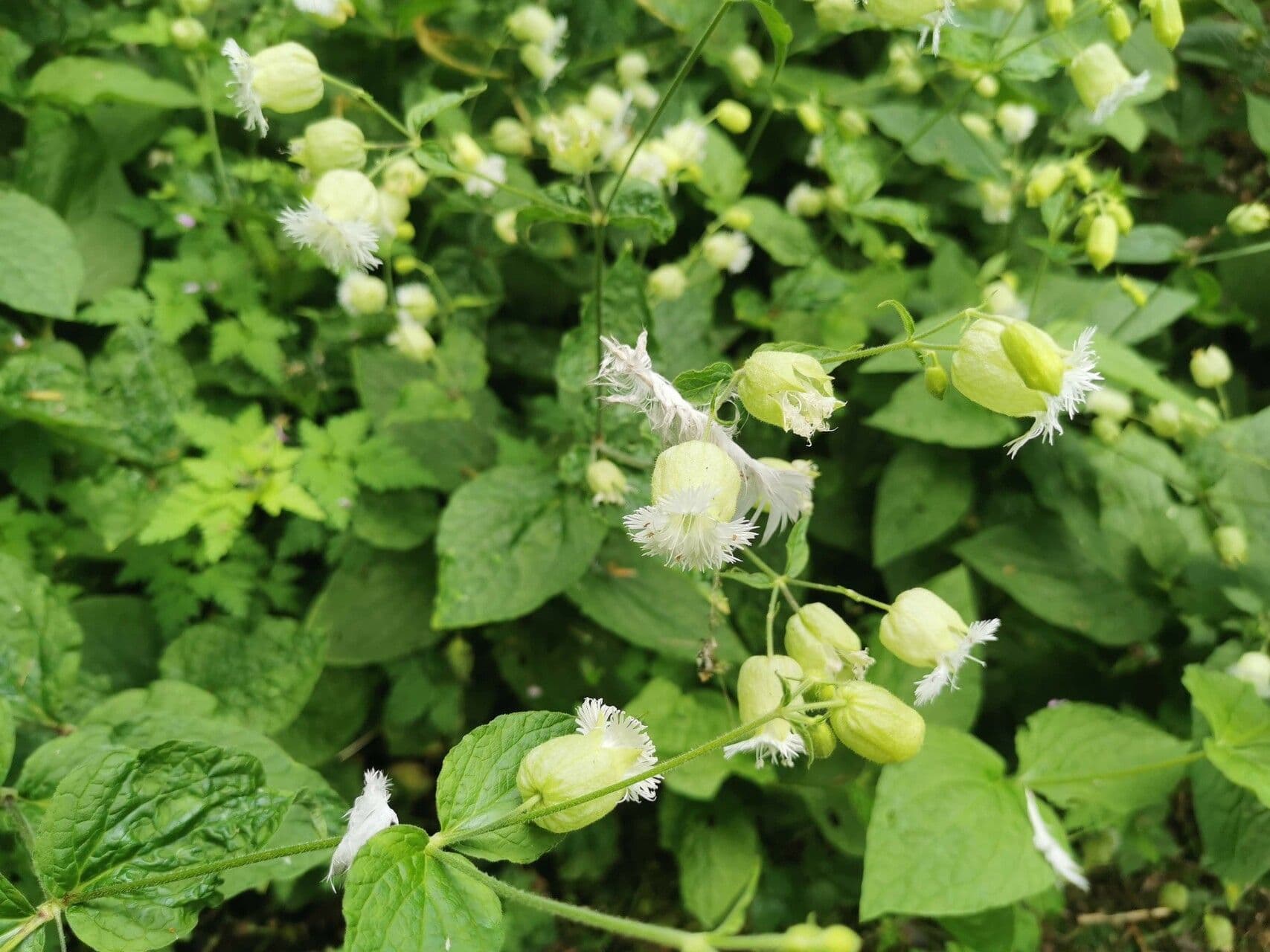 Silene stellata