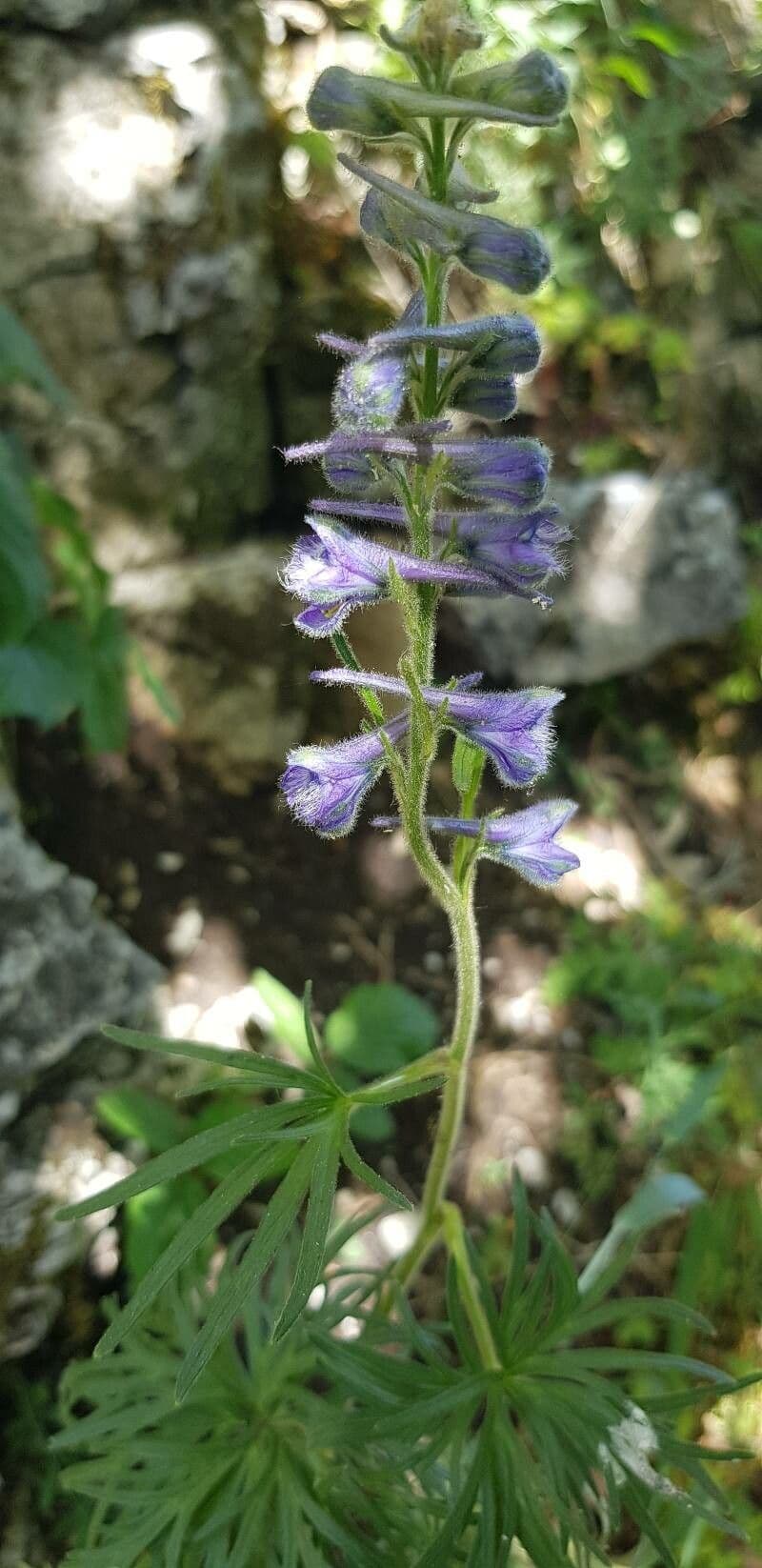 Delphinium fissum