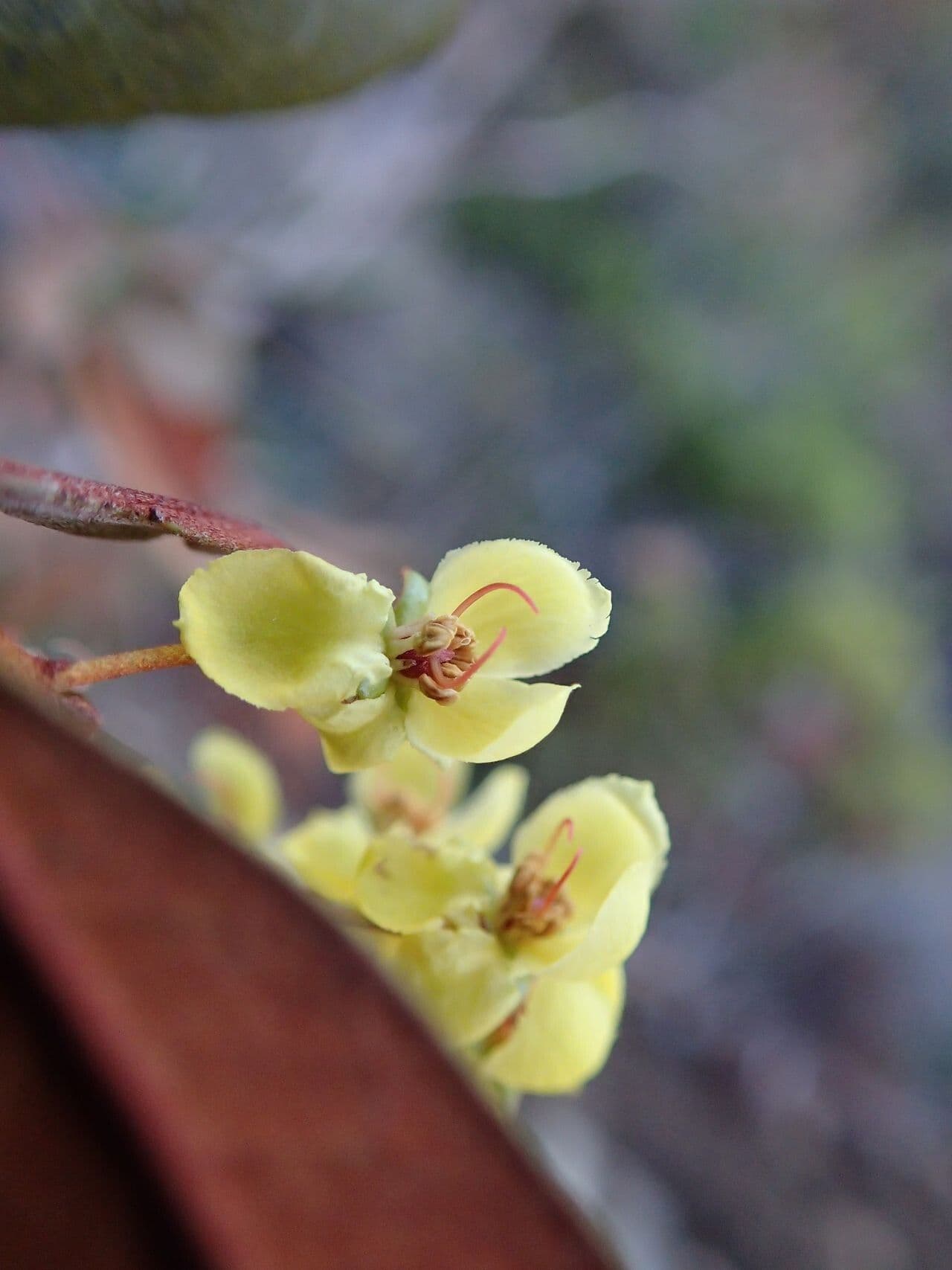 Acridocarpus austrocaledonicus