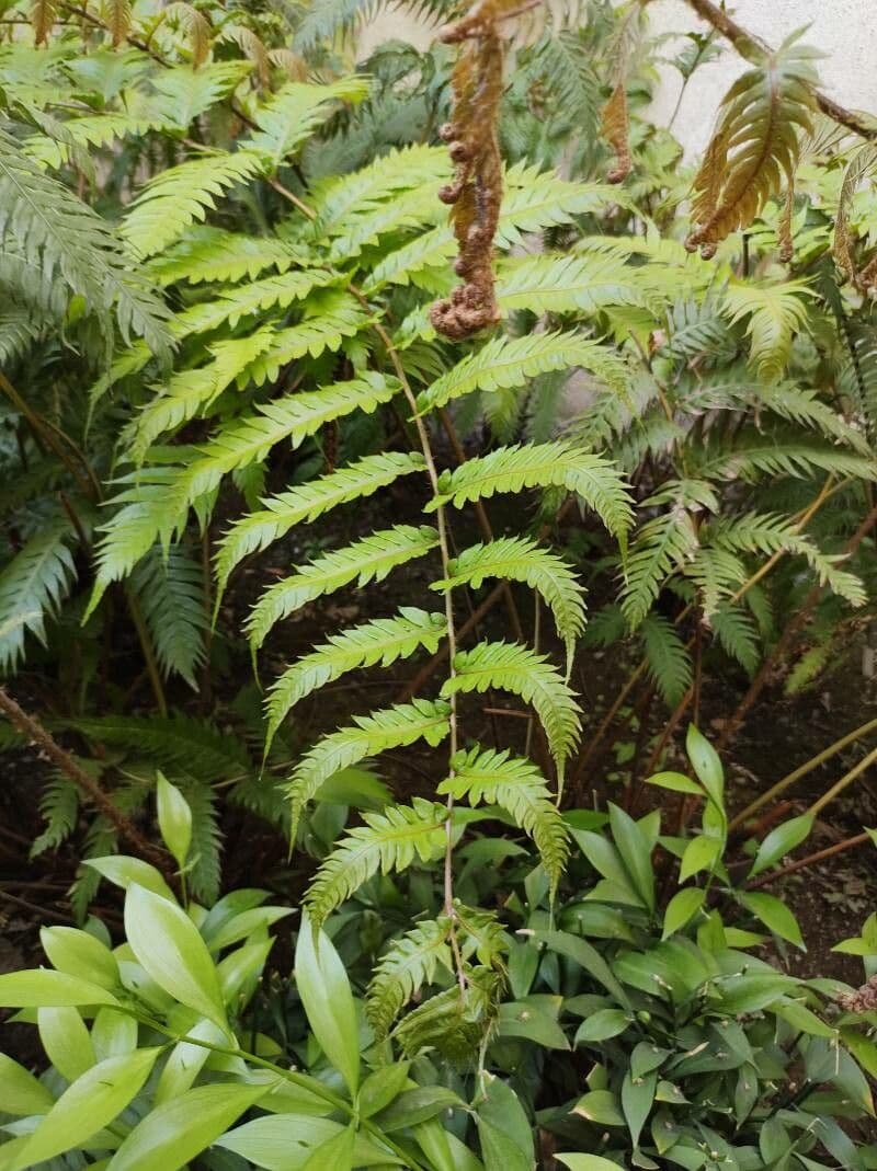 Woodwardia radicans