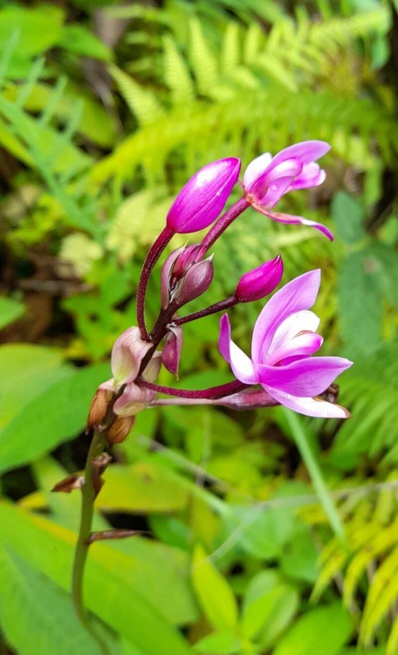 Spathoglottis plicata