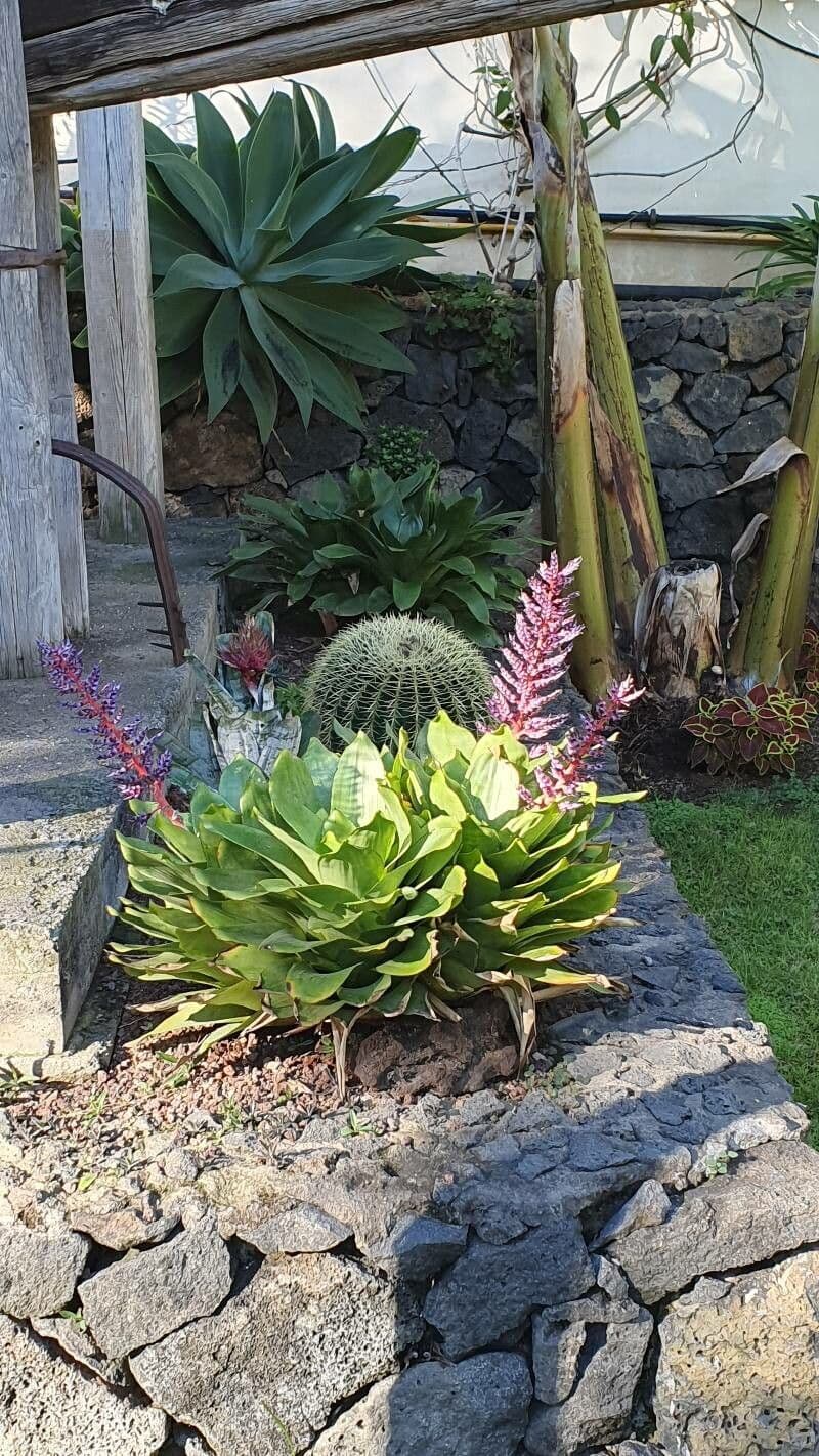 Aechmea fendleri