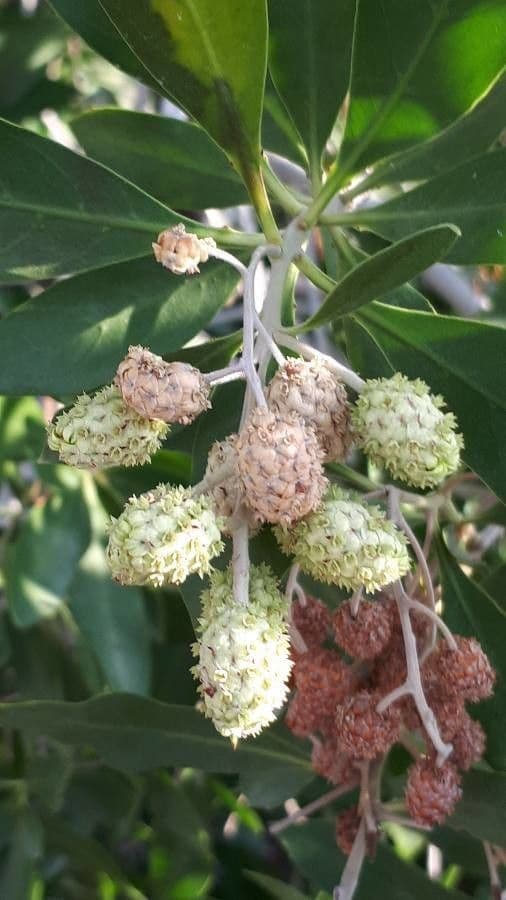 Conocarpus erectus