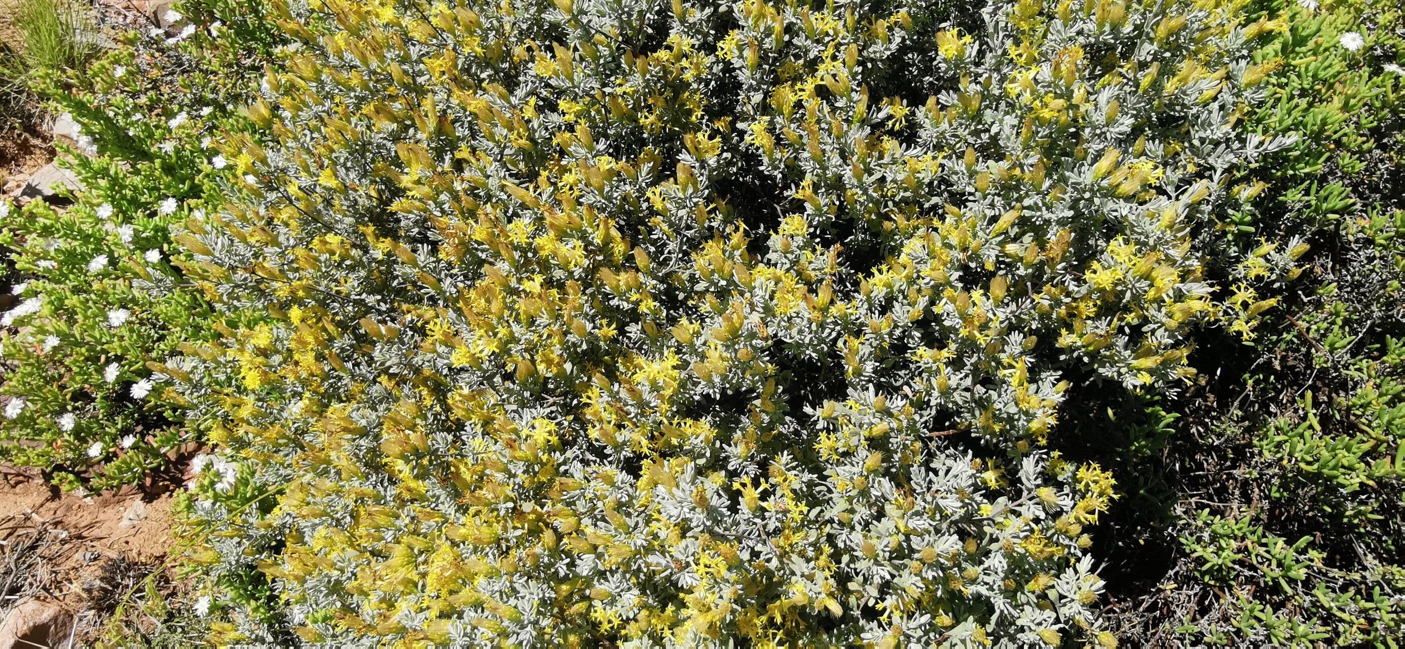 Tetradymia canescens