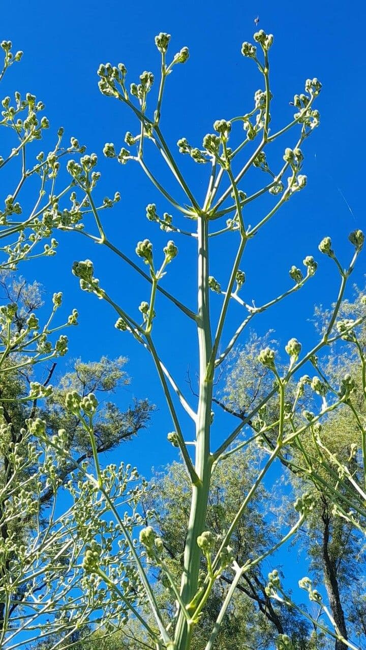 Eryngium pandanifolium
