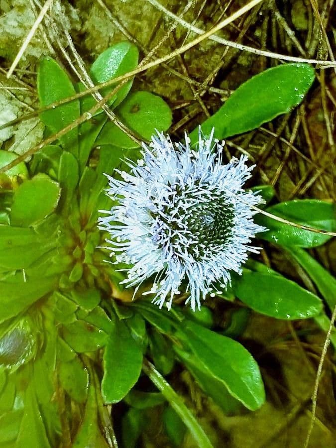 Globularia vulgaris