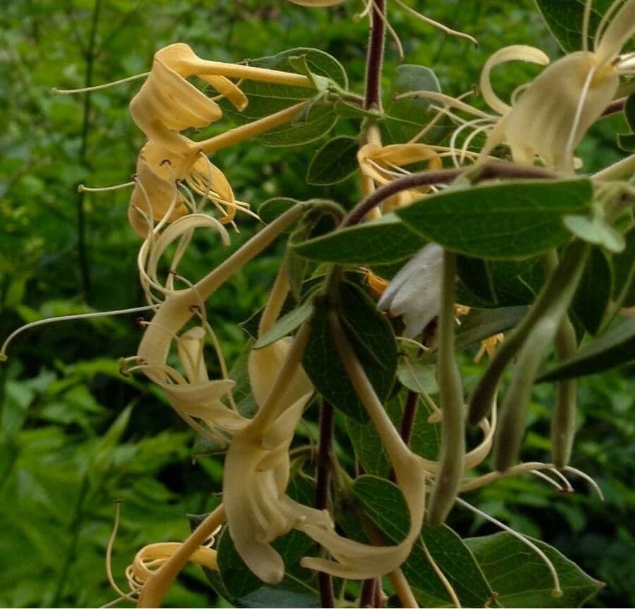 Lonicera periclymenum