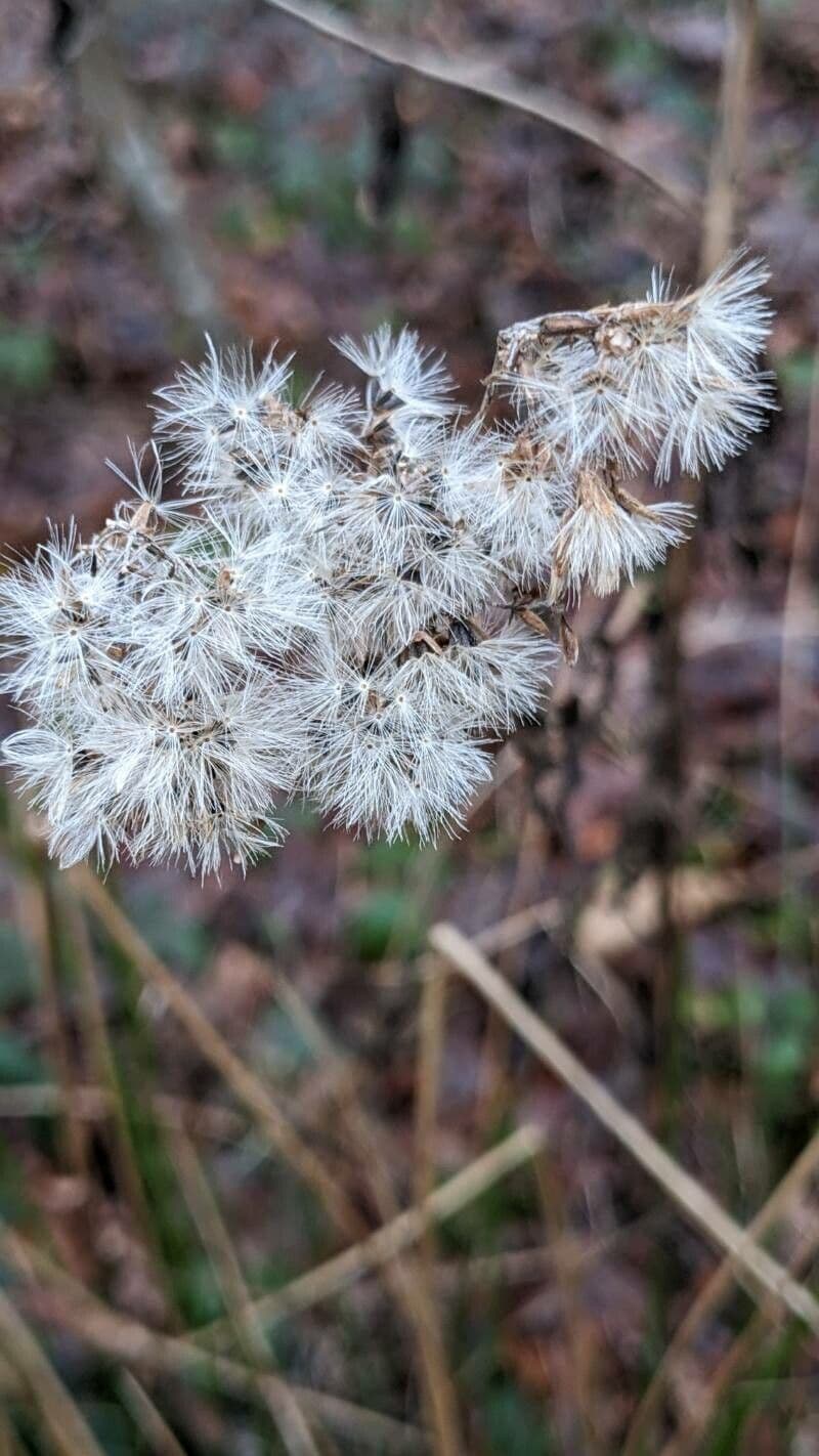Senecio bayonnensis