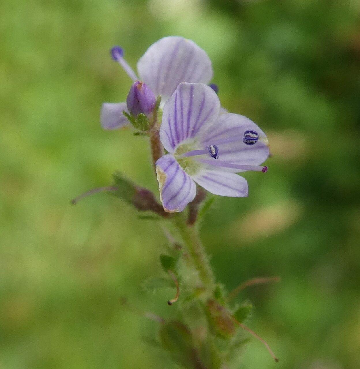 Veronica officinalis