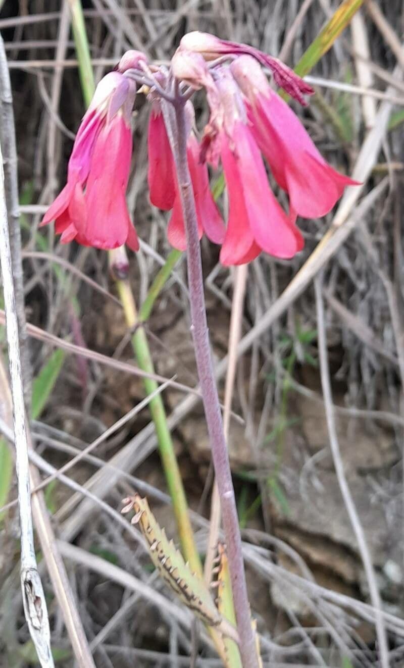 Kalanchoe delagoensis