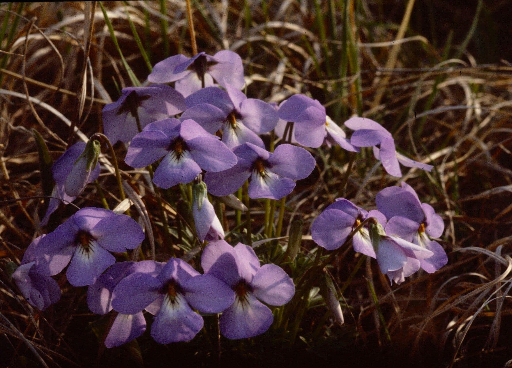 Viola pedata