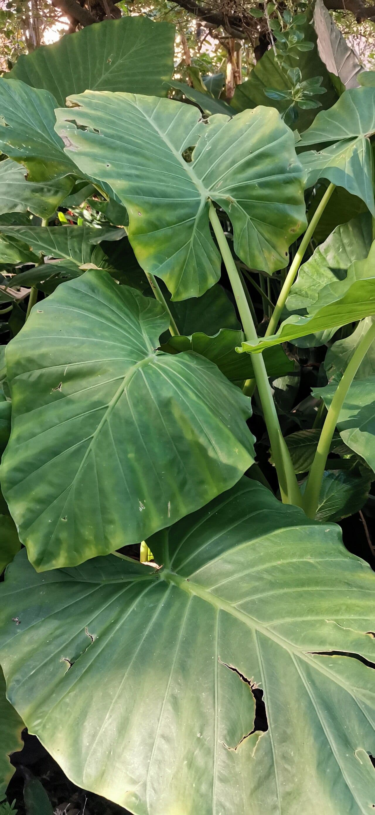 Alocasia odora