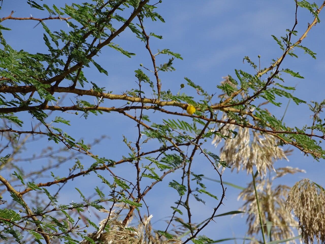 Vachellia nilotica