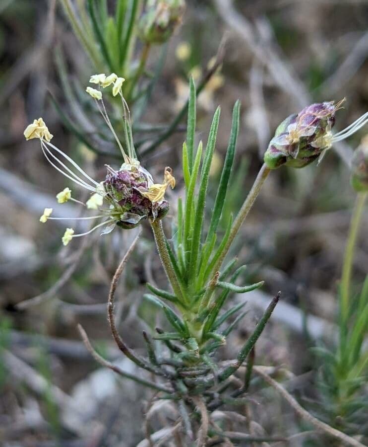 Plantago sempervirens