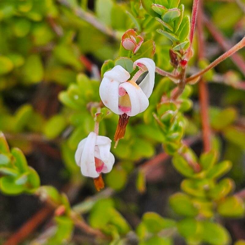 Vaccinium macrocarpon