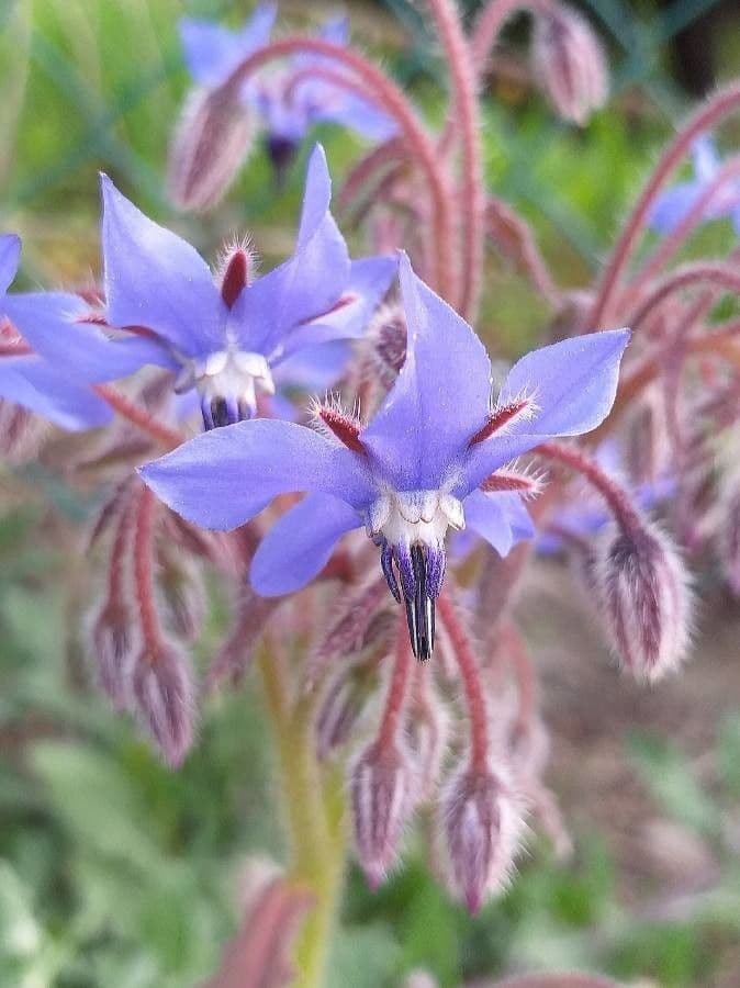 Borago officinalis