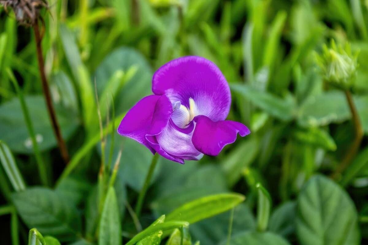 Vigna vexillata