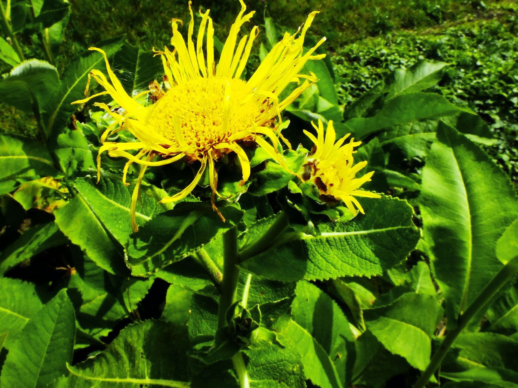 Inula helenium