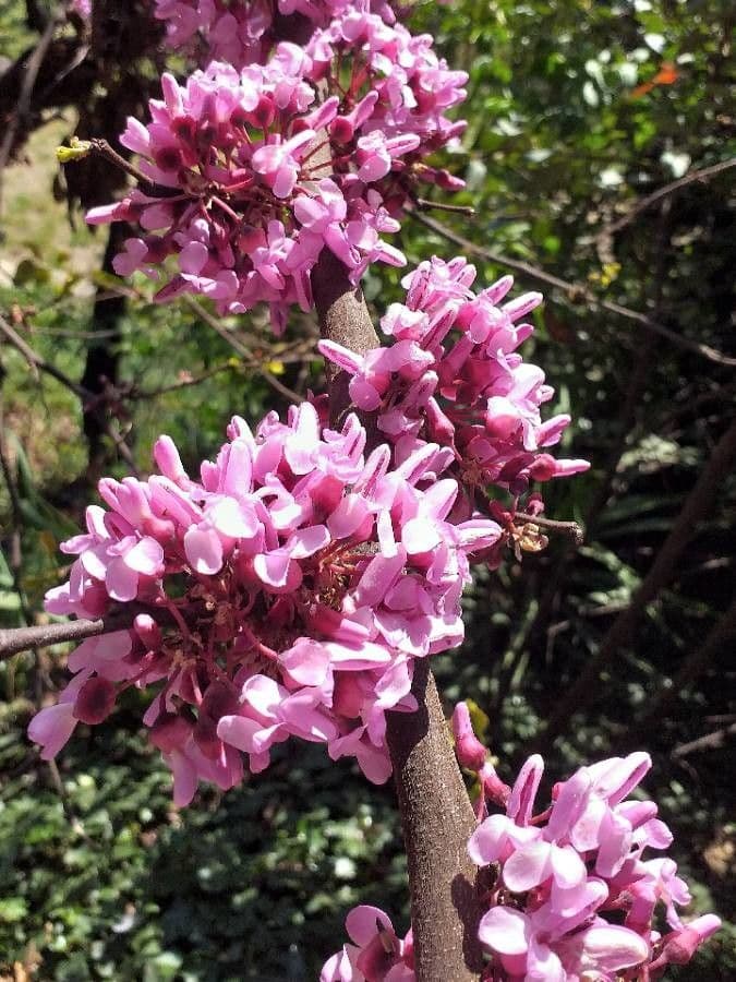 Cercis siliquastrum