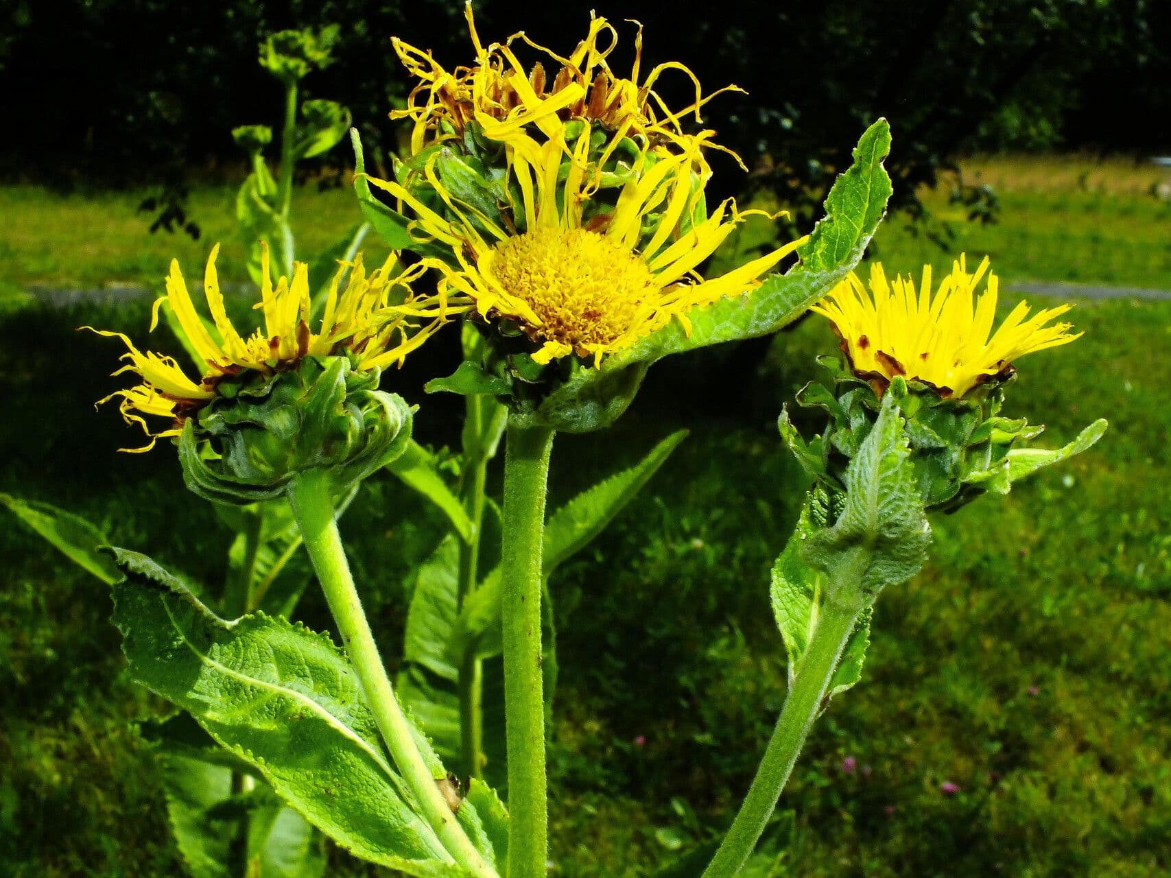 Inula helenium