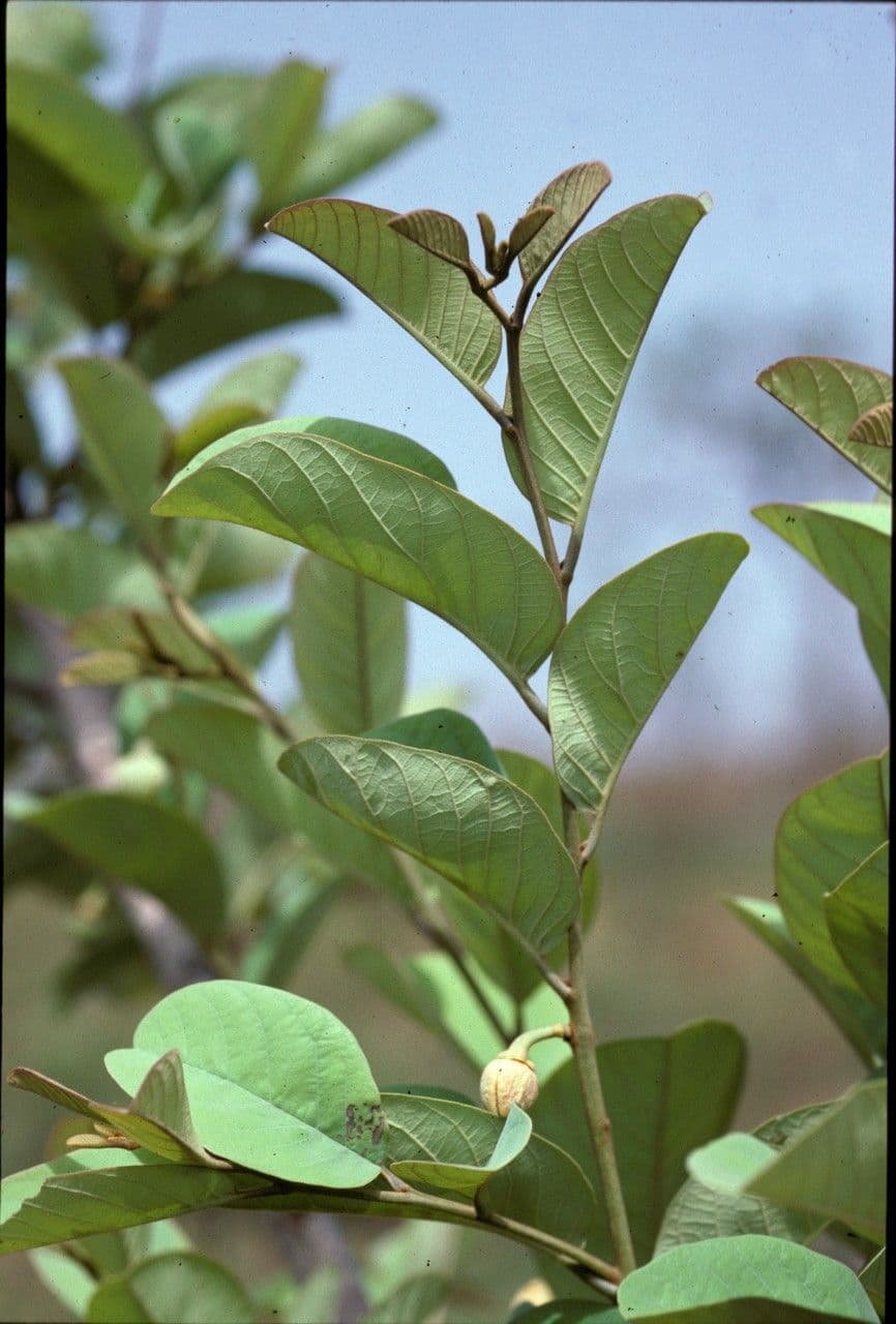 Annona senegalensis