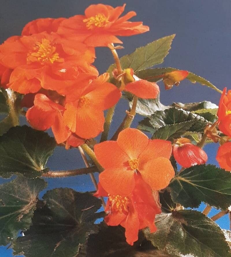 Begonia tuberhybrida