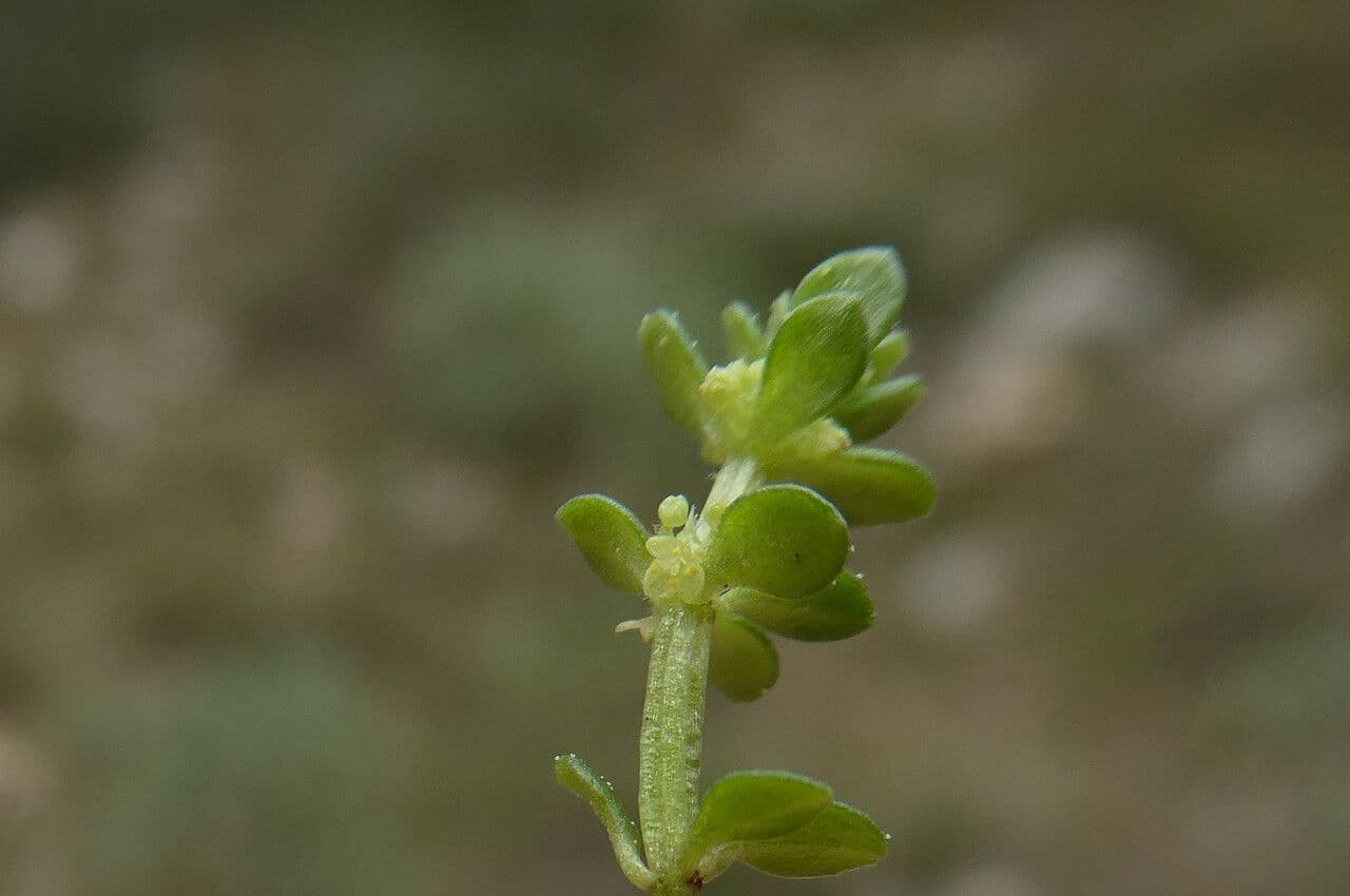 Valantia muralis