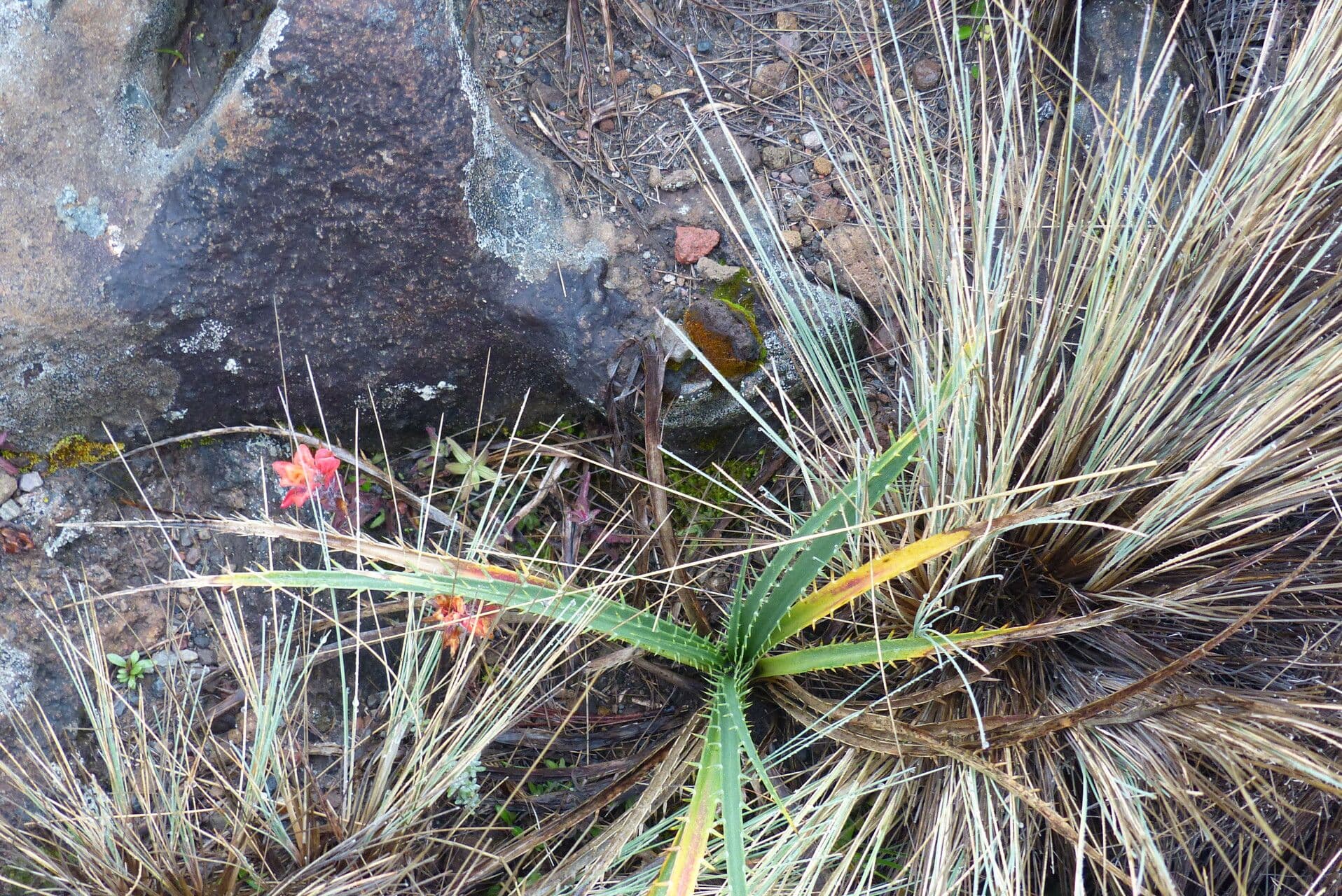 Castilleja tenuiflora