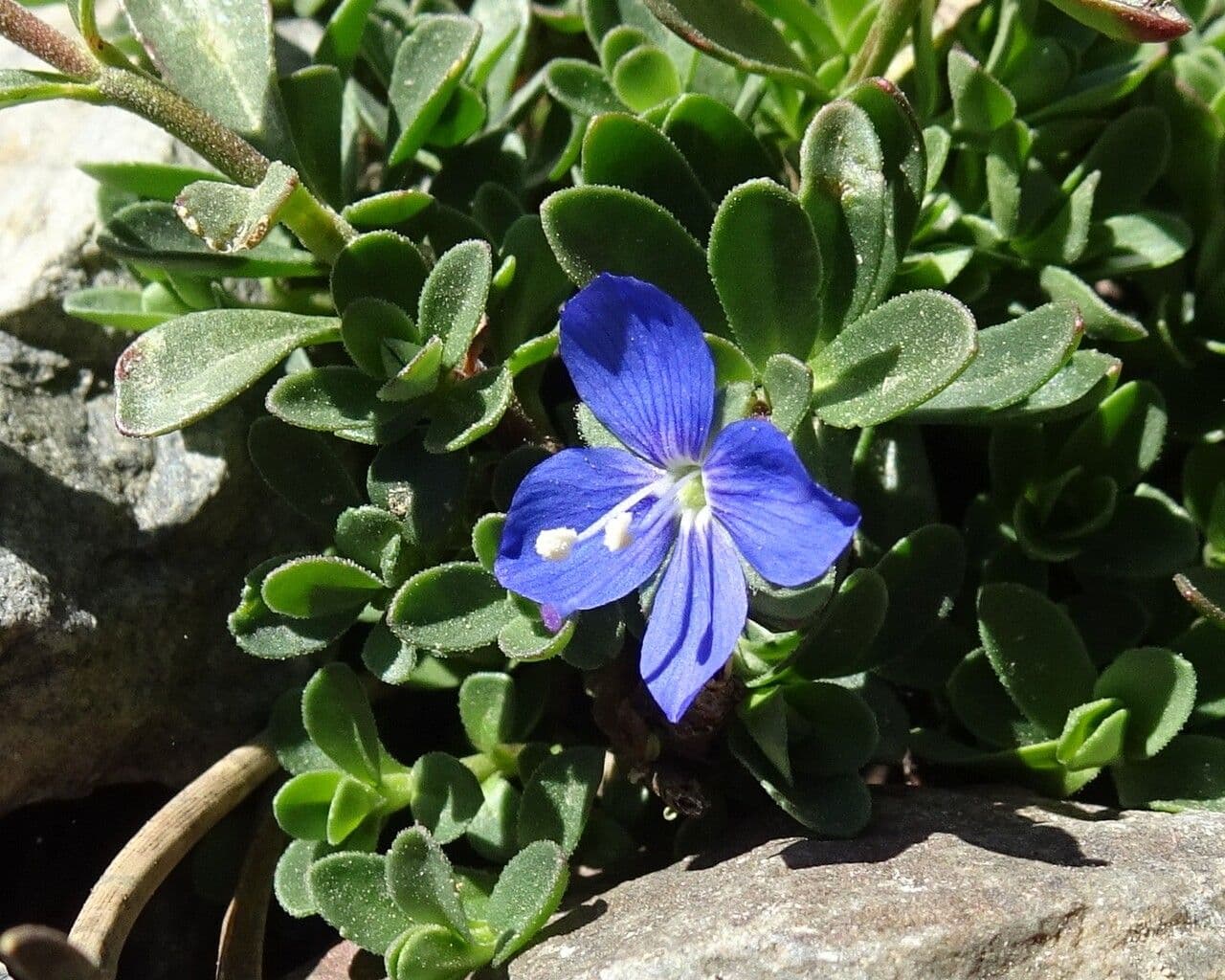 Veronica fruticans