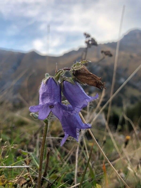 Campanula barbata