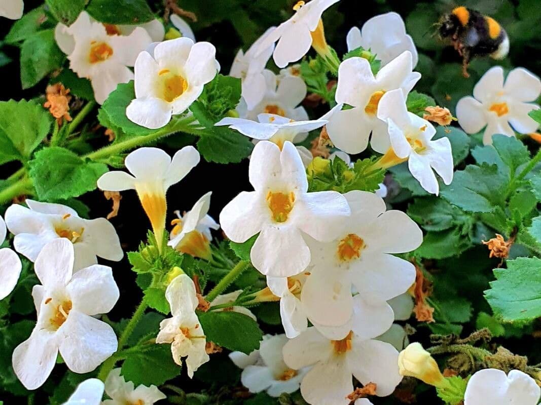 Jamesbrittenia grandiflora