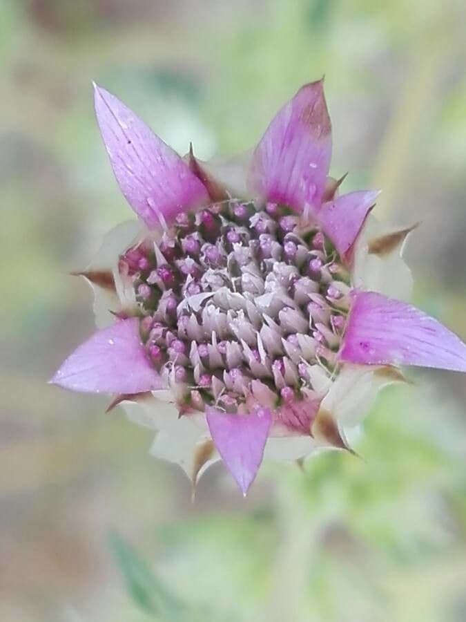 Xeranthemum inapertum