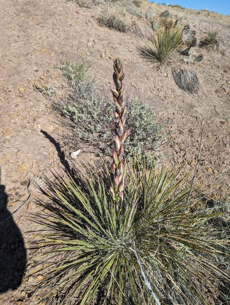 Yucca angustissima