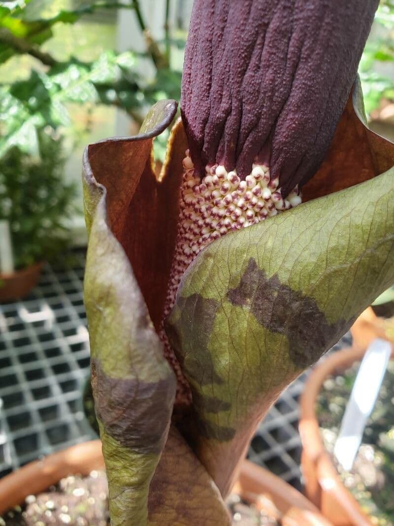 Amorphophallus konjac