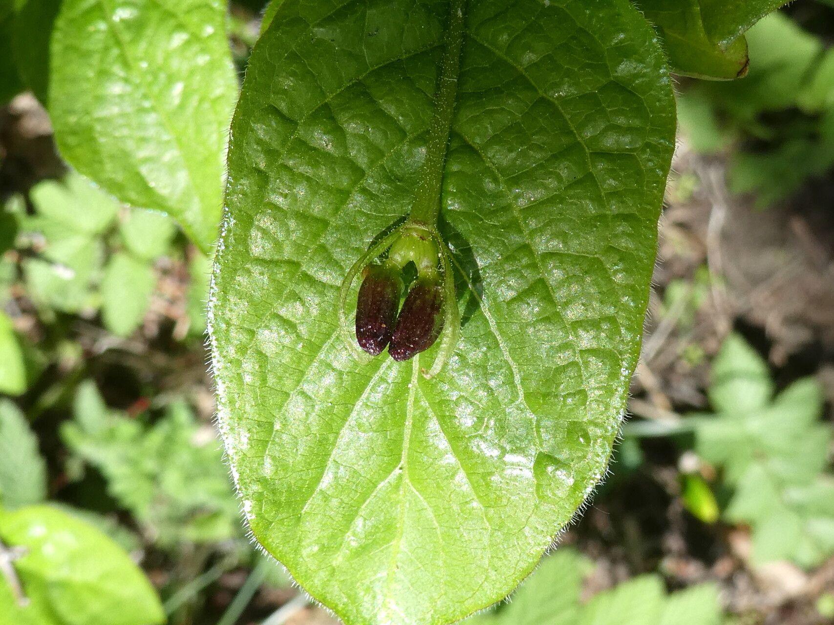 Lonicera alpigena